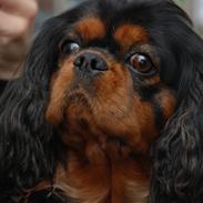 Cavalier king charles spaniel Cquita (Kita) <3