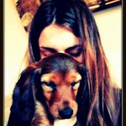 Dværggravhund Vibes Fabian