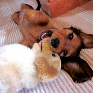 Dværggravhund Vibes Fabian