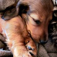 Dværggravhund Vibes Fabian