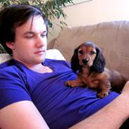 Dværggravhund Vibes Fabian