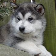 Alaskan malamute Aiko