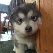 Alaskan malamute Aiko