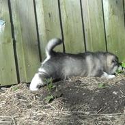 Alaskan malamute Aiko