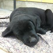 Labrador retriever Kenzo