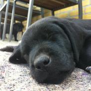 Labrador retriever Kenzo