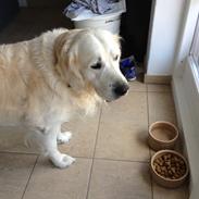 Golden retriever Pingus