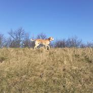 Blanding af racer Bølle