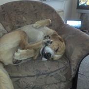 Blanding af racer Bølle