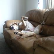 Blanding af racer Bølle