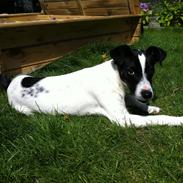 Dansk svensk gaardhund Møffe