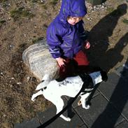 Dansk svensk gaardhund Møffe