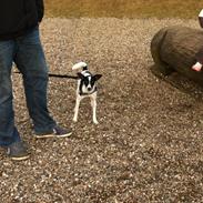 Dansk svensk gaardhund Møffe