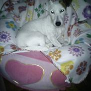 Jack russell terrier Sicha