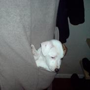 Jack russell terrier Sicha