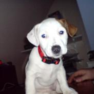 Jack russell terrier Sicha