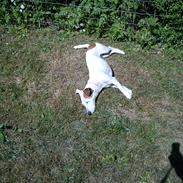 Jack russell terrier Sicha