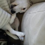 Jack russell terrier Sicha