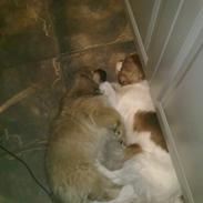 Tibetansk spaniel Amazing Prince