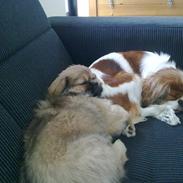 Tibetansk spaniel Amazing Prince