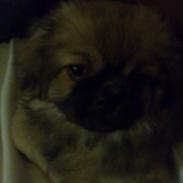 Tibetansk spaniel Amazing Prince