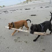 Staffordshire bull terrier misser