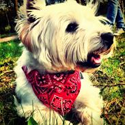 West highland white terrier Sigurd