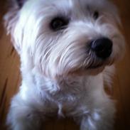West highland white terrier Sigurd