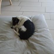 Blanding af racer Viggo