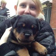 Rottweiler Laica