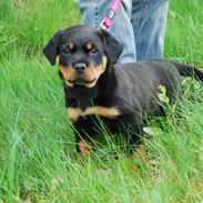 Rottweiler Laica