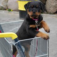 Rottweiler Laica