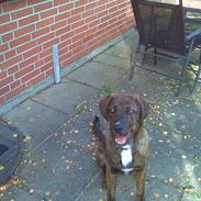 Blanding af racer Tøsen 