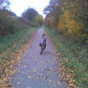 Blanding af racer Tøsen 