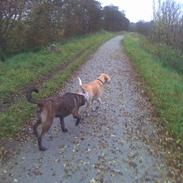 Blanding af racer Tøsen 