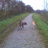 Blanding af racer Tøsen 