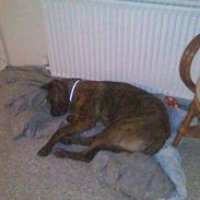 Blanding af racer Tøsen 