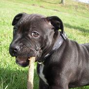 Staffordshire bull terrier Paco