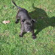 Staffordshire bull terrier Paco