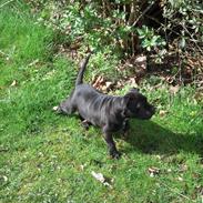 Staffordshire bull terrier Paco