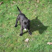 Staffordshire bull terrier Paco