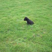 Staffordshire bull terrier Paco
