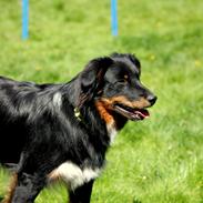 Australian shepherd Mikey