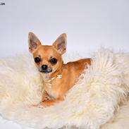 Chihuahua Frk Kvistes Barasso *Prince*