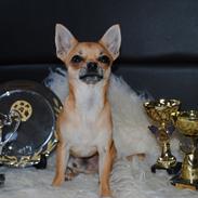 Chihuahua Frk Kvistes Barasso *Prince*