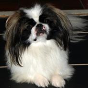 Pekingeser Morgan