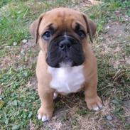 Blanding af racer Nelly