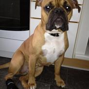 Blanding af racer Nelly