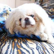 Pekingeser Siko