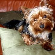 Yorkshire terrier Saki